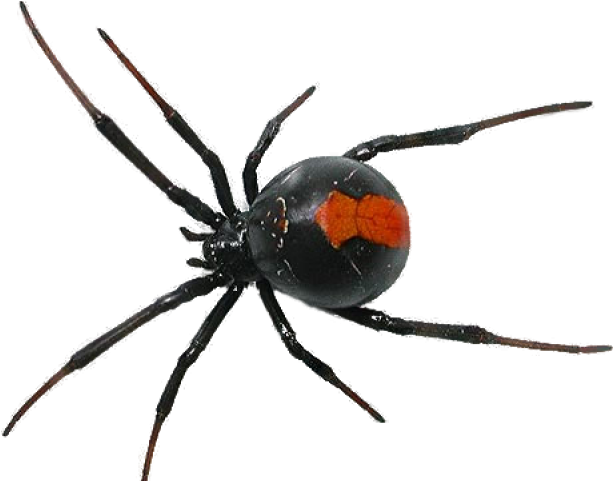 redback spider pest control